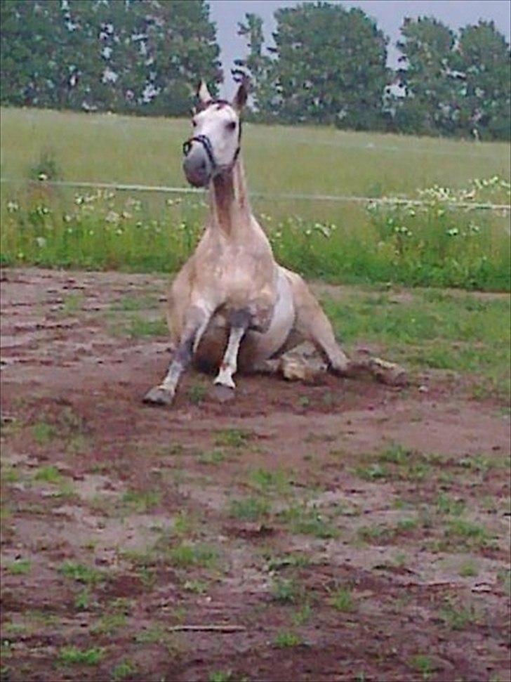 Polsk Varmblod irys  - man har lige rullet sig og man ser meget elegandt ud billede 5