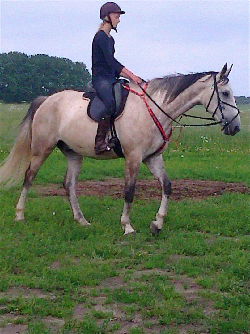 Polsk Varmblod irys  - hyppe hyp billede 2