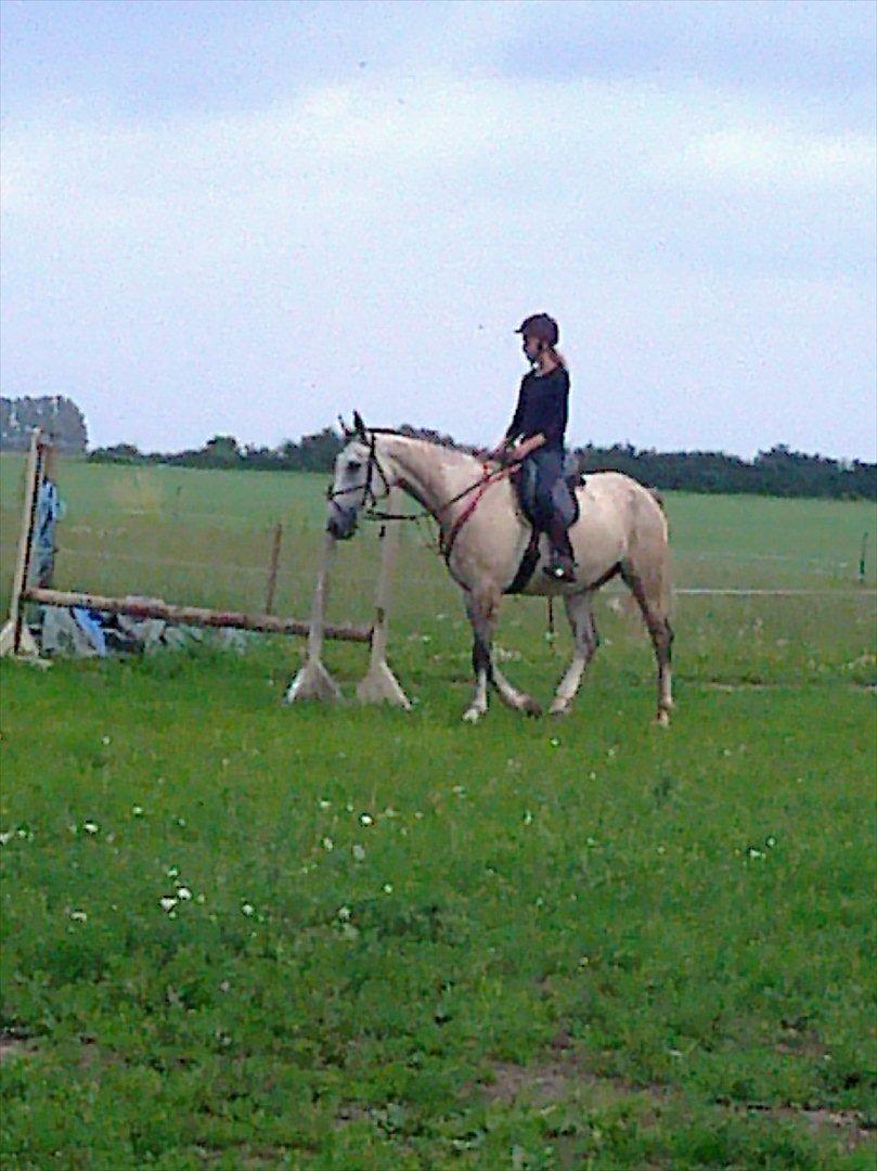 Polsk Varmblod irys  - skønne hest billede 3