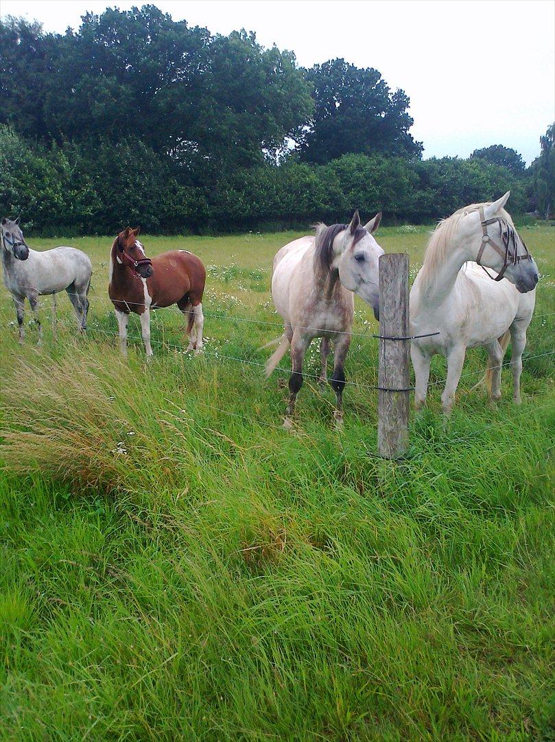 Polsk Varmblod irys  - gruppe billede !! længs til venstre sicgopigen næste skønne freja næste smukke irys og sidst men ikke minst den seje temara billede 4