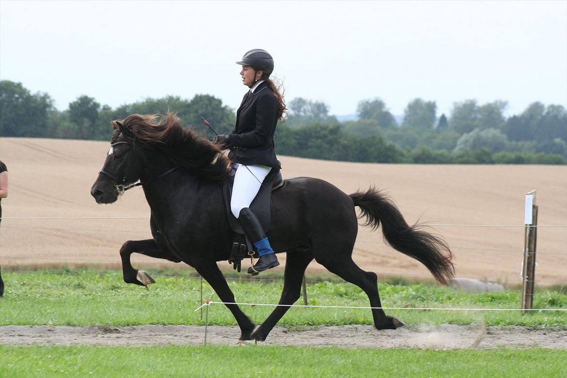 Islænder Háleggur fra S. Sognstrup billede 1