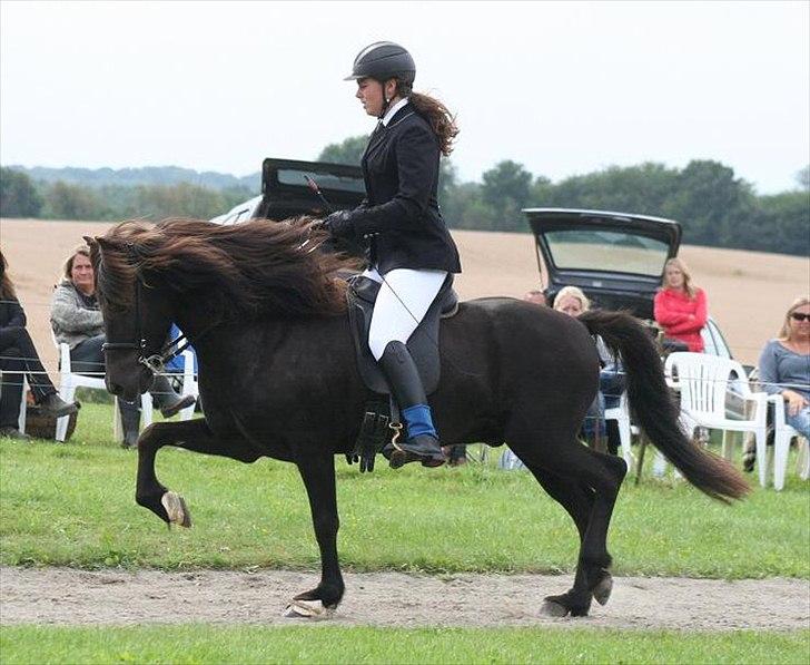 Islænder Háleggur fra S. Sognstrup billede 3
