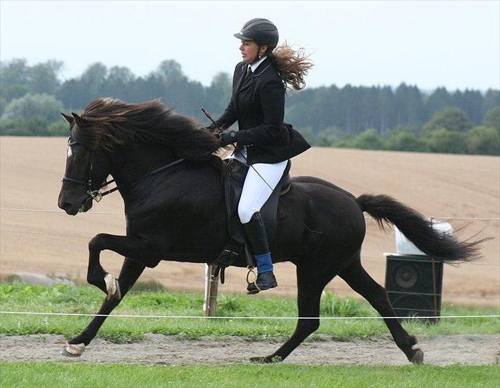 Islænder Háleggur fra S. Sognstrup billede 2