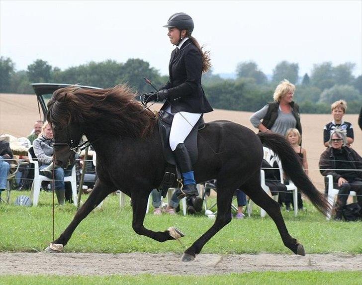 Islænder Háleggur fra S. Sognstrup billede 4
