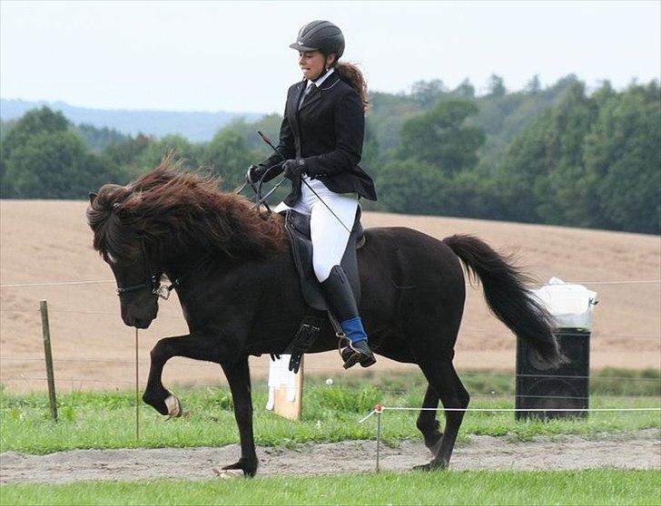 Islænder Háleggur fra S. Sognstrup billede 5