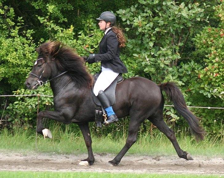 Islænder Háleggur fra S. Sognstrup billede 8