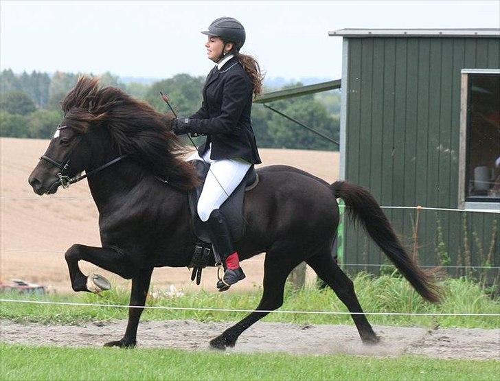 Islænder Háleggur fra S. Sognstrup billede 6