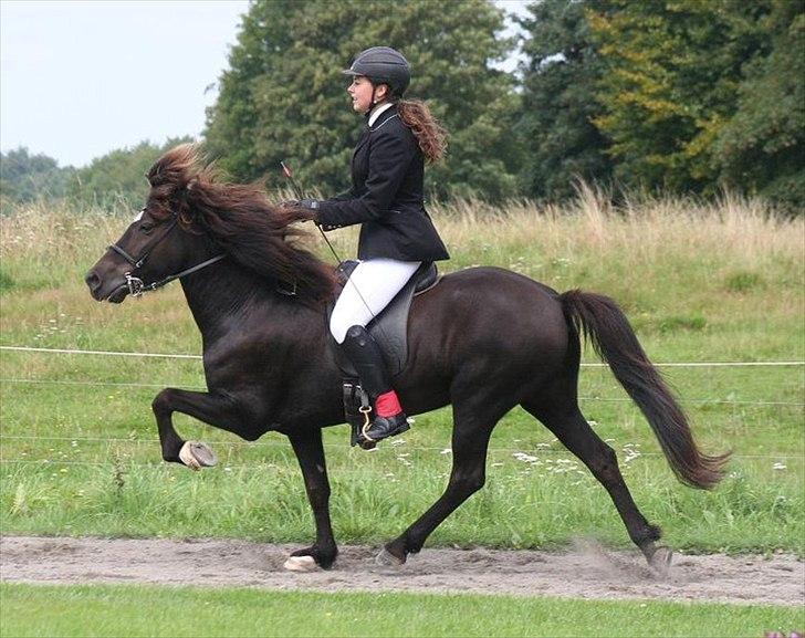 Islænder Háleggur fra S. Sognstrup billede 9