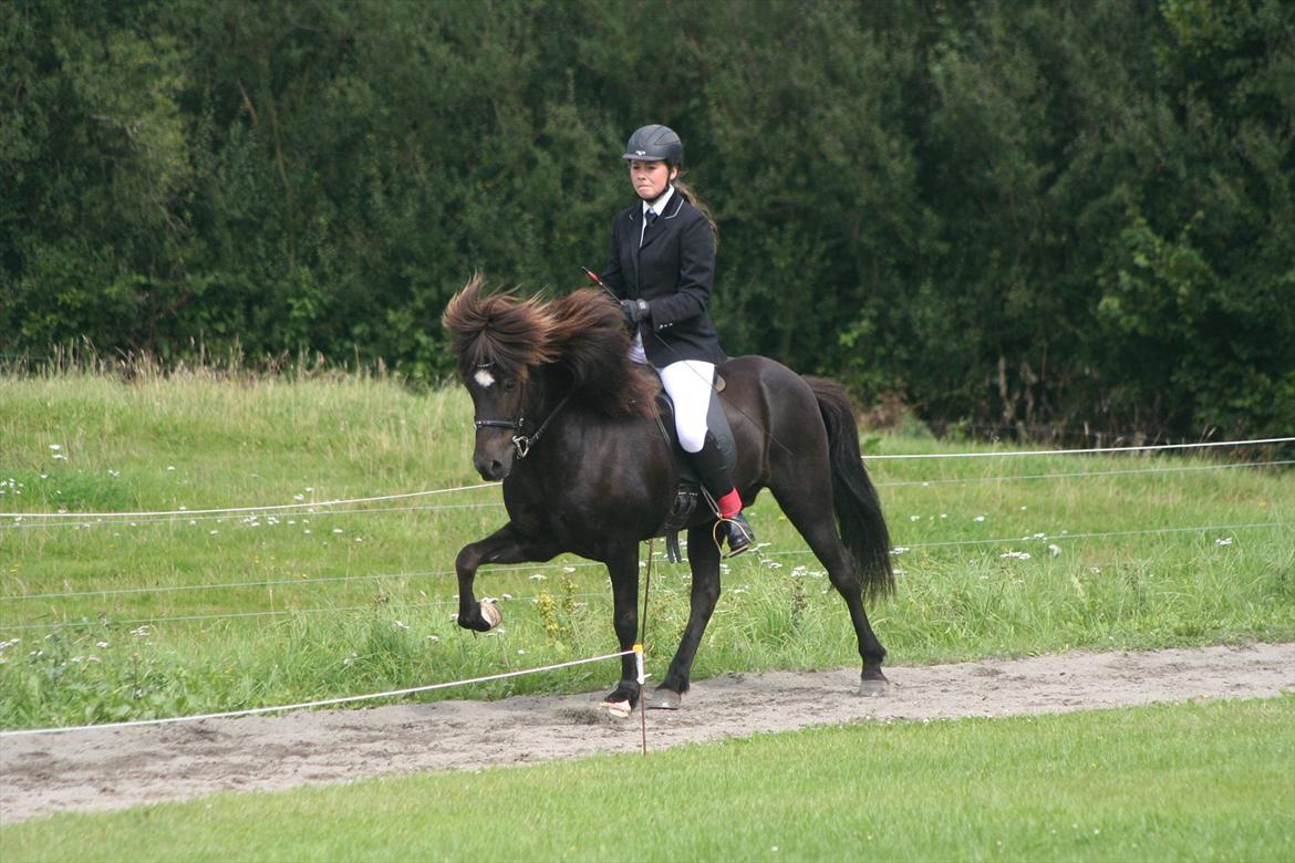 Islænder Háleggur fra S. Sognstrup billede 7