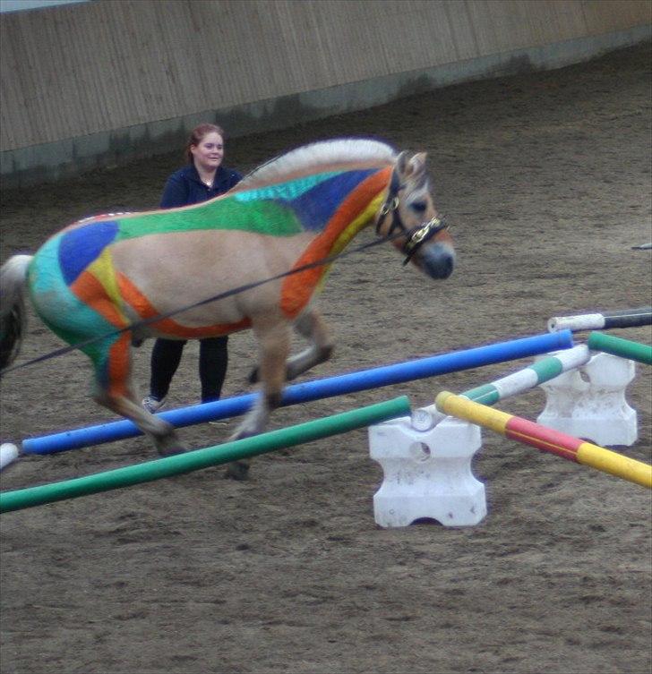 Fjordhest Asterix jakobsgaard - Fantastisk springteknik! Eller noget(;
Gillian Higgins Show - Horseinsideout.com billede 15