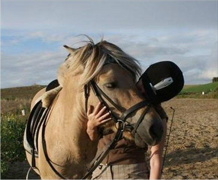 Fjordhest Jokum - Tak for en god tur bassemand.. billede 13