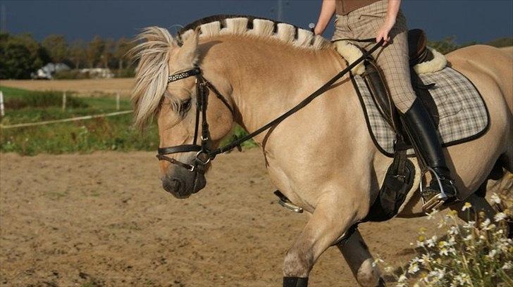 Fjordhest Jokum -  ..4 Gang jeg rider ham  Søge ned på løse tøjler..  billede 6