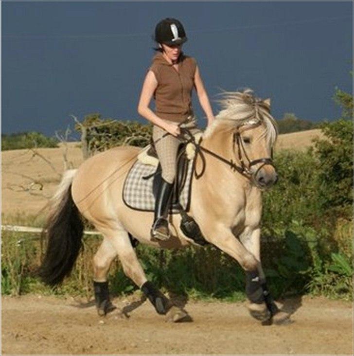 Fjordhest Jokum - 28 aug 2011
4 Gang jeg rider ham..
Galoppen skal der arbejdes en del med.. billede 10