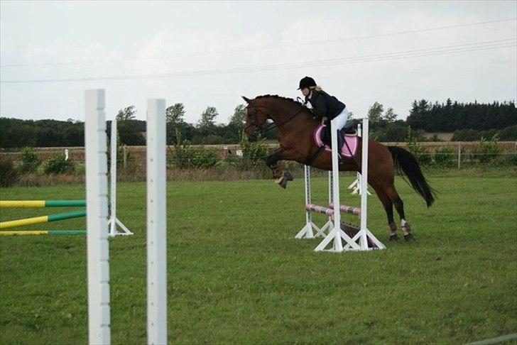 Westfaler Ronja - ronja til spring billede 15