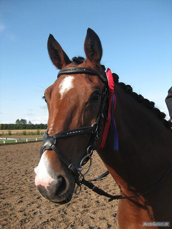 Westfaler Ronja - red fejlfri i lc mini på en tid på 1. 26 sek,  billede 17