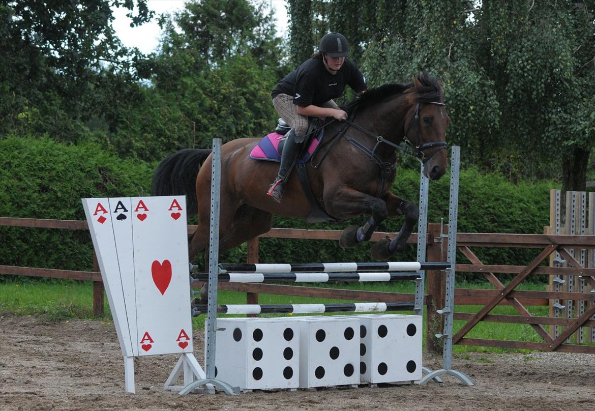 Holstener Wajes Capice (Følle) - Velkommen til min hest Wajes Capice profil. Lig gerne en kommentat og bedømmelse. Springtræning hjemme springer 1 M over mine hjemmelavet spring for første gang.  billede 1