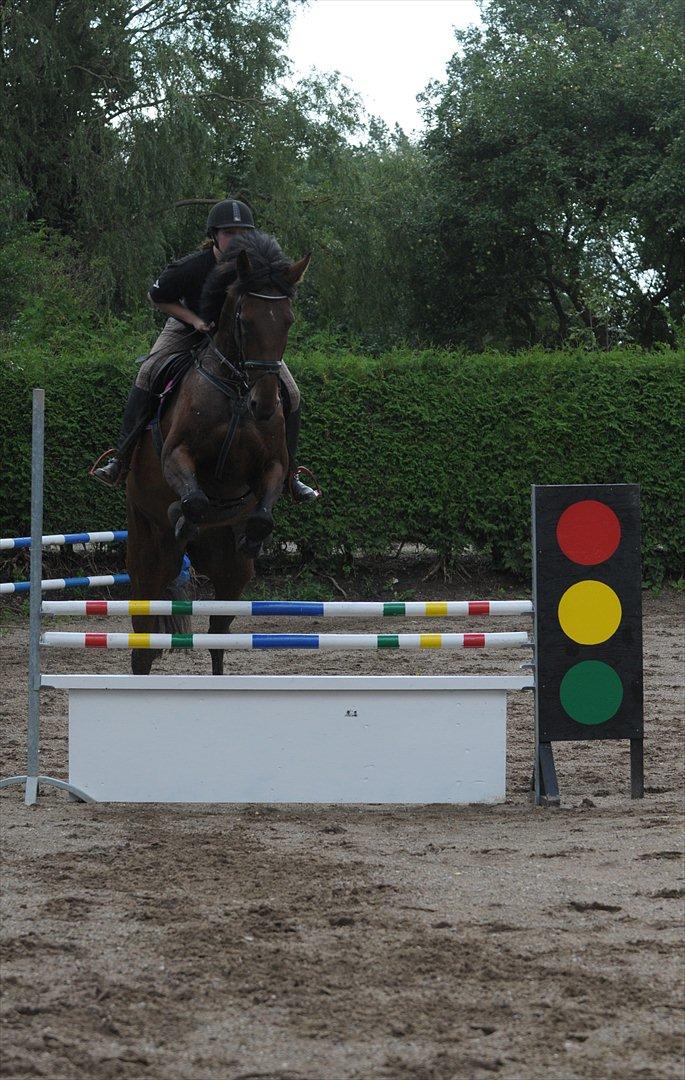 Holstener Wajes Capice (Følle) - Springtræning hjemme den 28.08.11. springer her 95cm billede 3