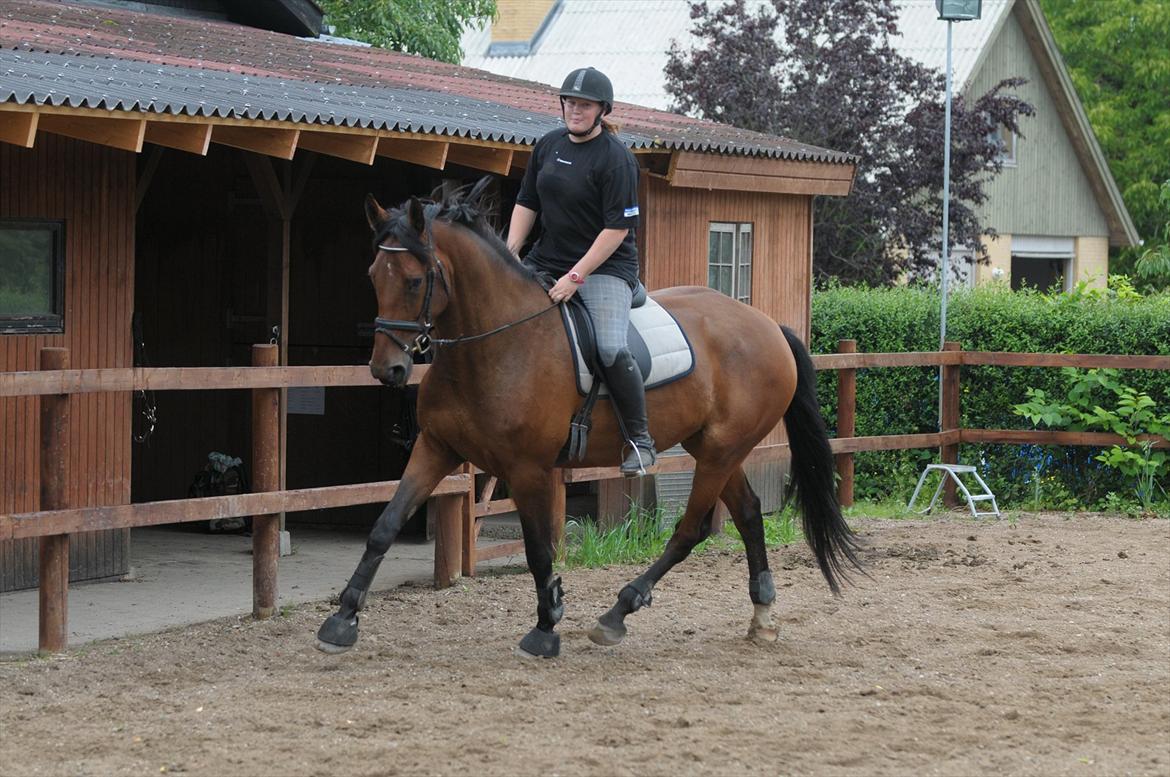 Holstener Wajes Capice (Følle) - Dressur træning hjemme. billede 4
