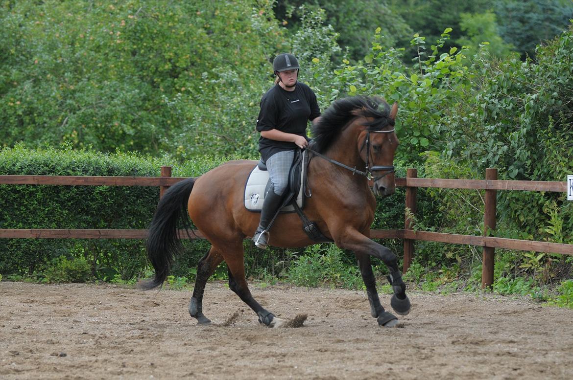 Holstener Wajes Capice (Følle) - Dressur træning hjemme.  billede 5