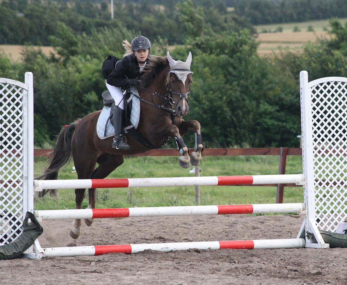 Welsh Pony af Cob-type (sec C) GOLDEN SURPRISE - DDHS - LC. fotograf: Diana Klein billede 11