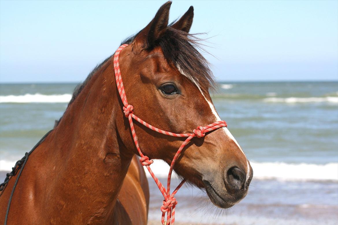 Anden særlig race Snublis (Snubber) † - En smuksak ved vesterhavet 2008 billede 18