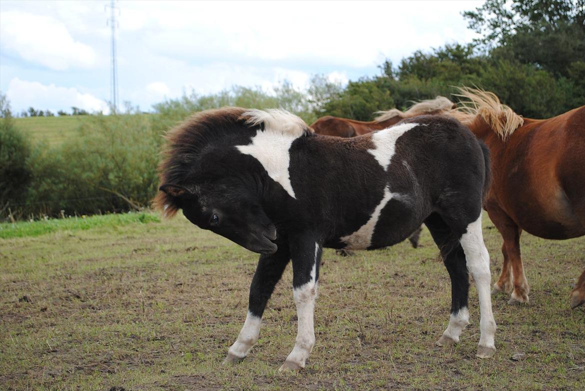 Shetlænder Celine billede 11