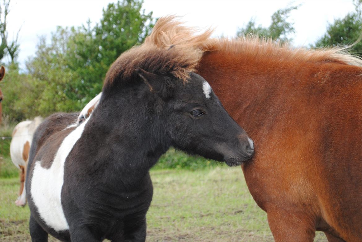 Shetlænder Celine billede 9