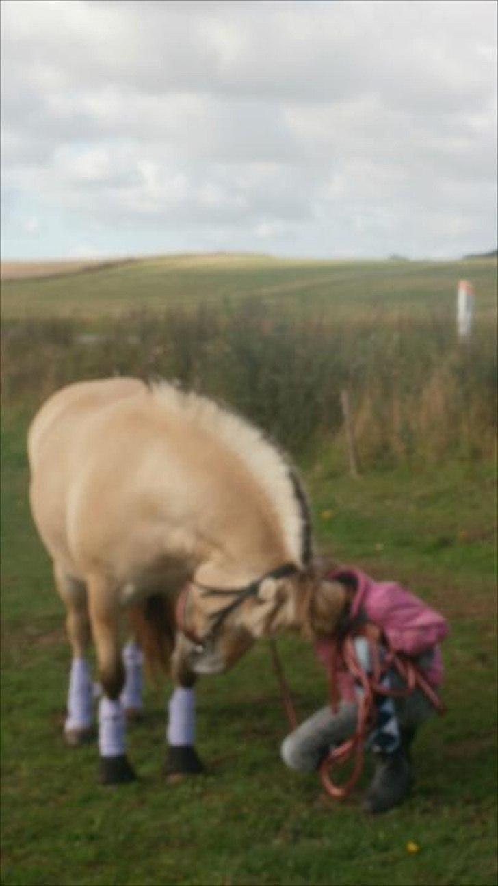 Fjordhest Trunte.<3<3:* - Min'lille kællepot..
Foto: Søster/Marianne Sørensen.. billede 11