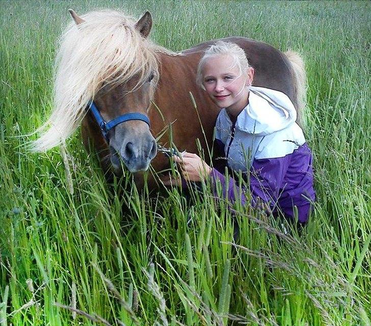 Shetlænder Bella billede 8