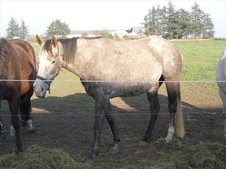 Anden særlig race Gesiah <3 *UDLÅNT* - Hos Lotte. billede 15