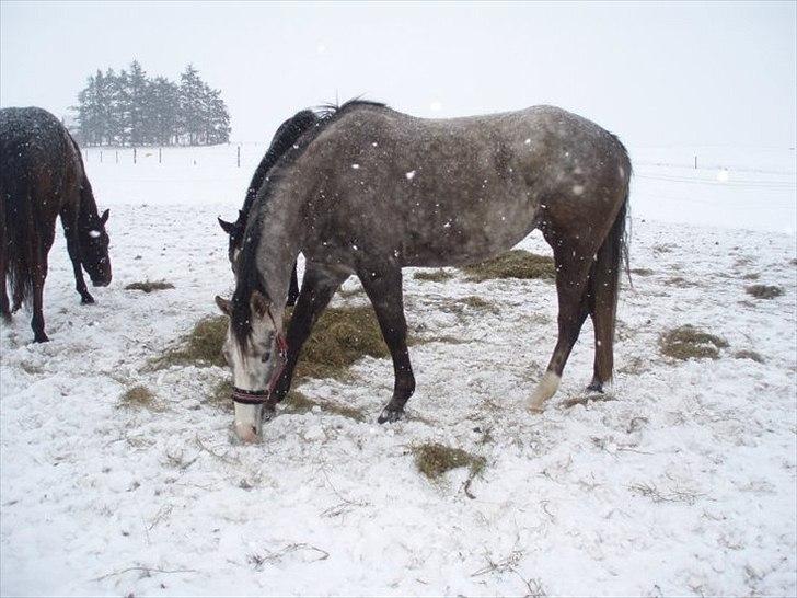 Anden særlig race Gesiah <3 *UDLÅNT* - Hos Lotte. billede 16