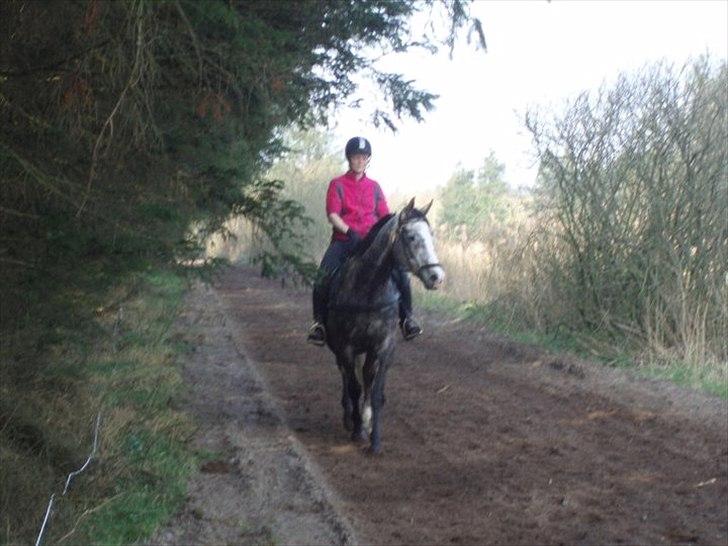 Anden særlig race Gesiah <3 *UDLÅNT* - På tur med Lotte billede 19