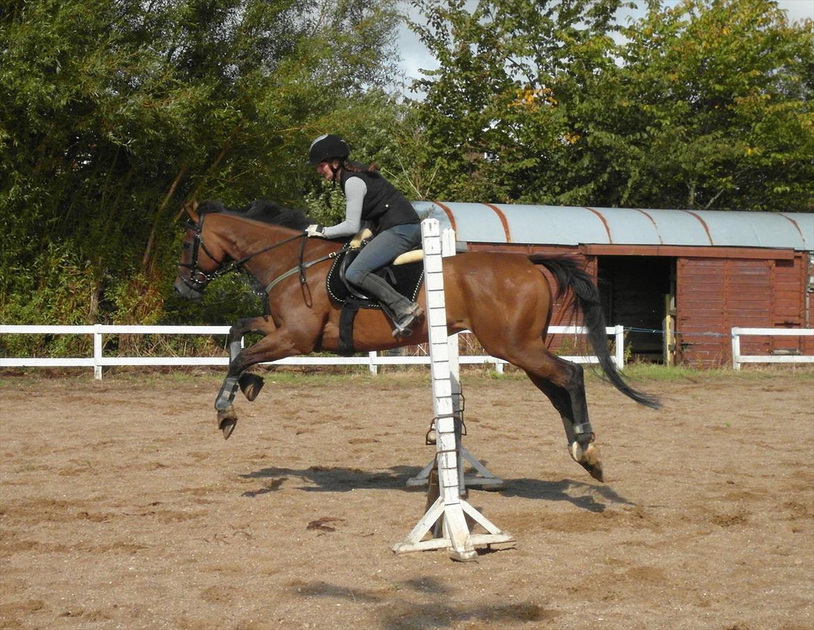 Fuldblod (XX) King of York billede 12