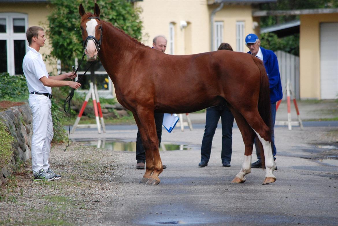 Frederiksborg Armarni Mignon  - Kåret i 1 klasse, Årets Ridehest 2011 billede 12