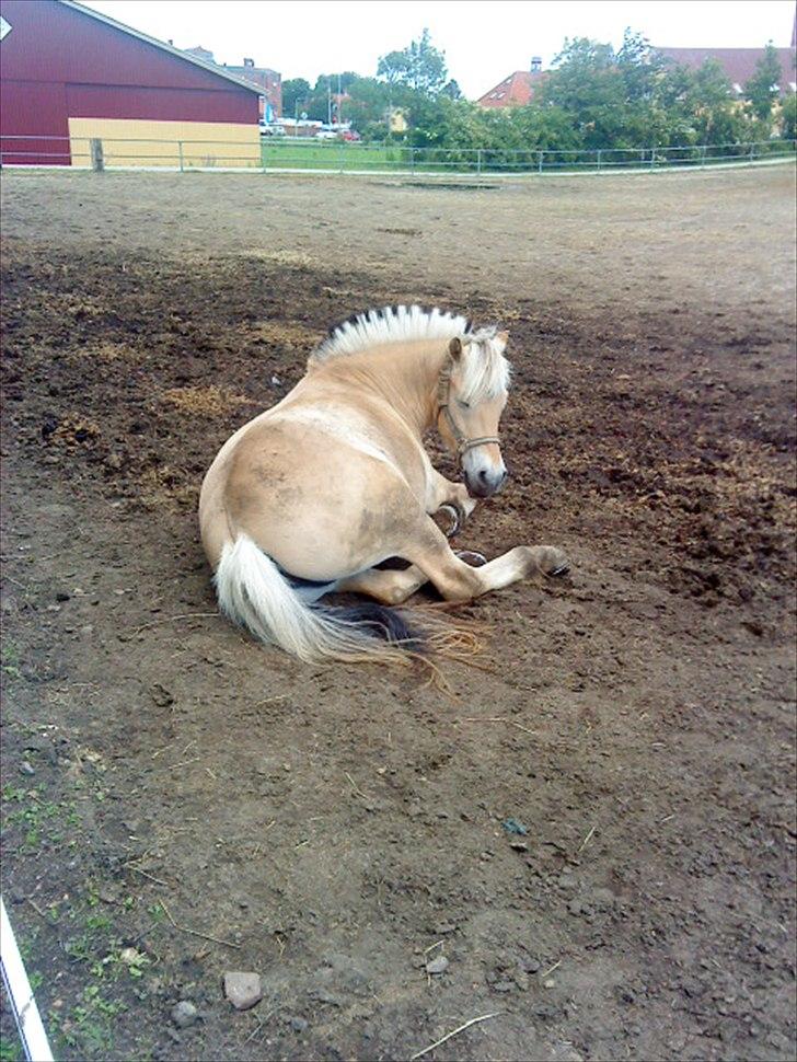 Fjordhest mussepigen - Lille trætte Muller --.--' billede 11