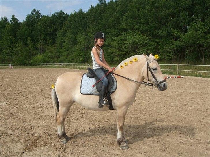 Fjordhest mussepigen - På ridelejren --.--' billede 12