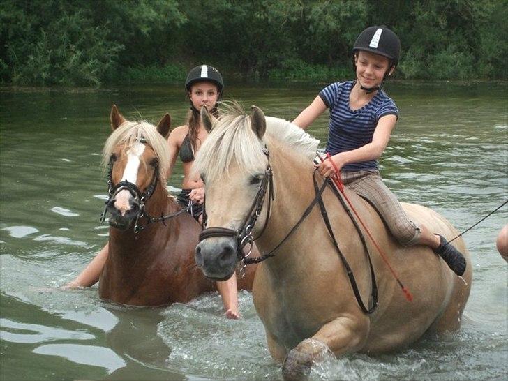 Fjordhest mussepigen - På ridelejeren. --.--' billede 15