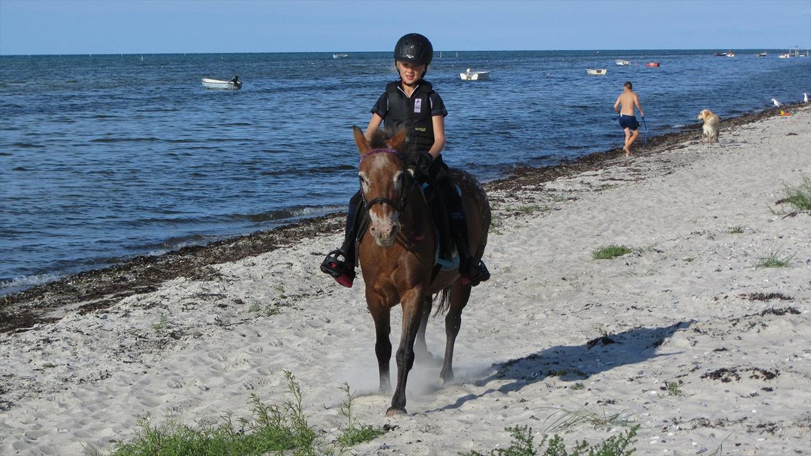 Knabstrupper Frisko - Tjuhaj hvor det går. Frisk gallop på Fjellerup strand. Sommer 2011 billede 4