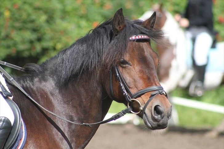 Connemara Camellia B-pony - Søndag d. 28/8-11. 
DISTRIKTSMESTER I RIDEBANESPRINGNING! billede 13