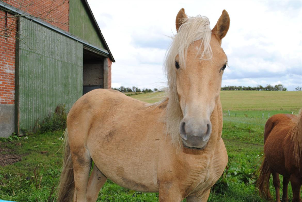 Anden særlig race Sacho billede 9
