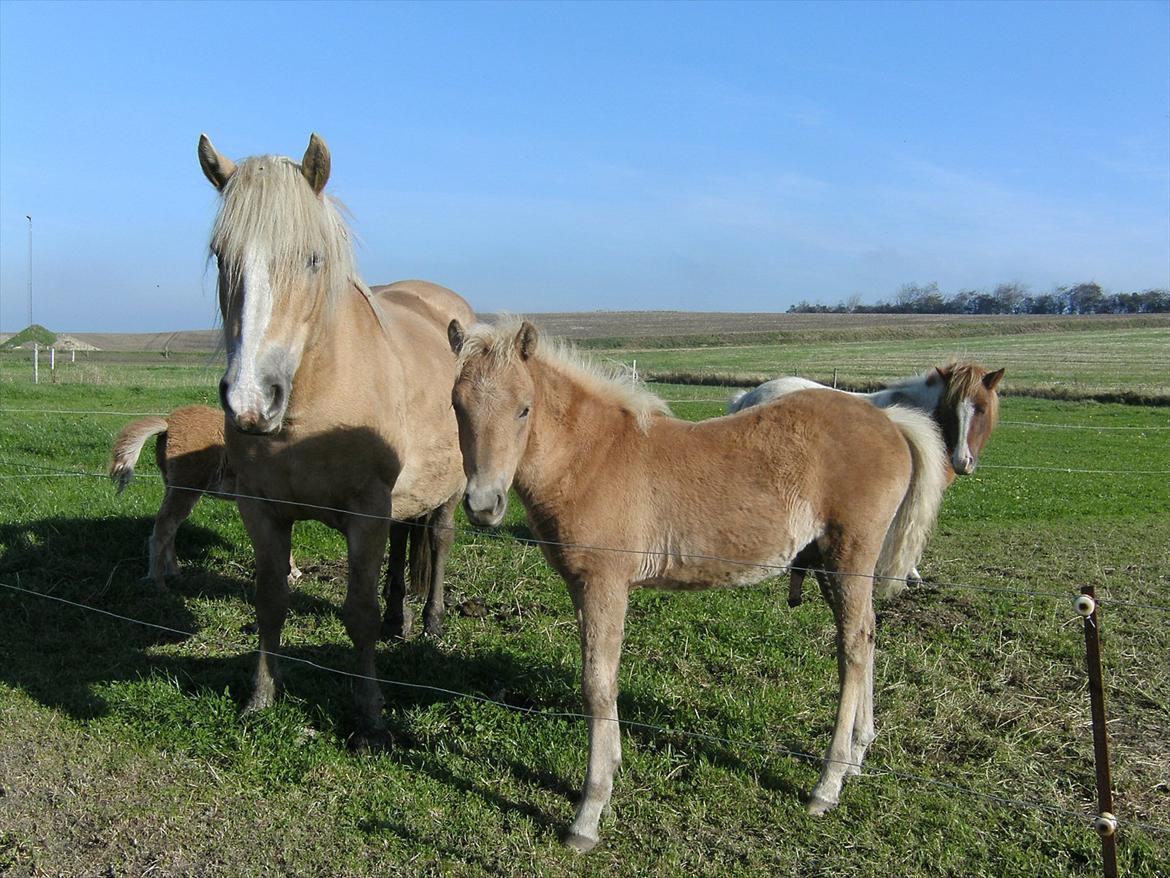 Anden særlig race Sacho billede 14
