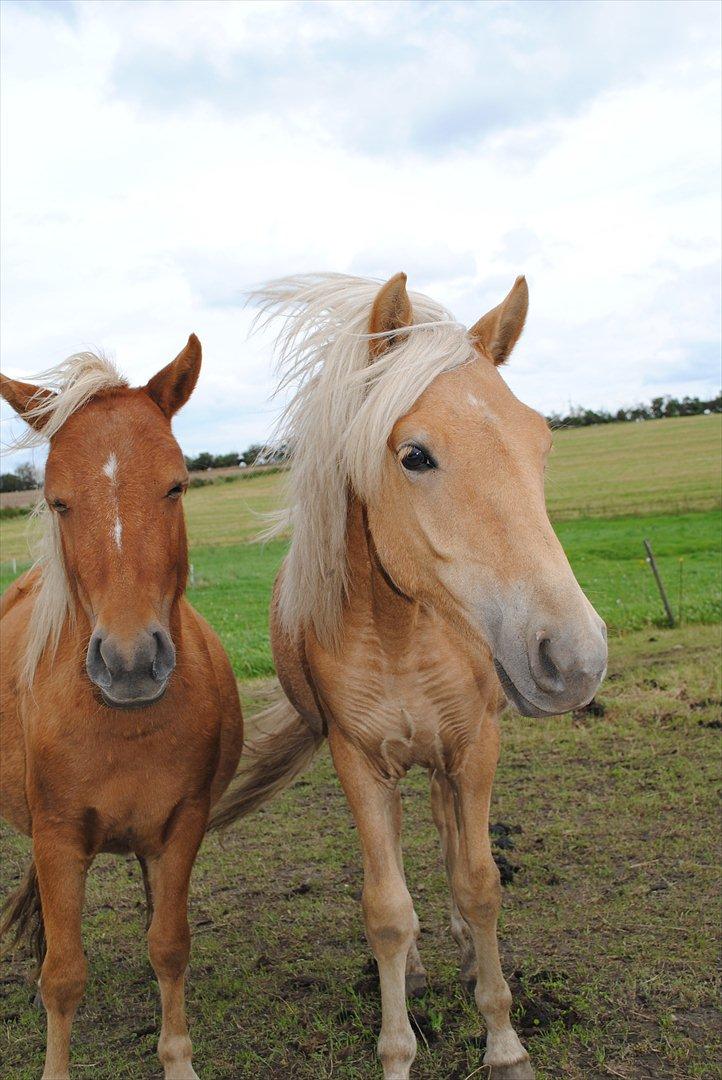 Anden særlig race Sacho billede 12