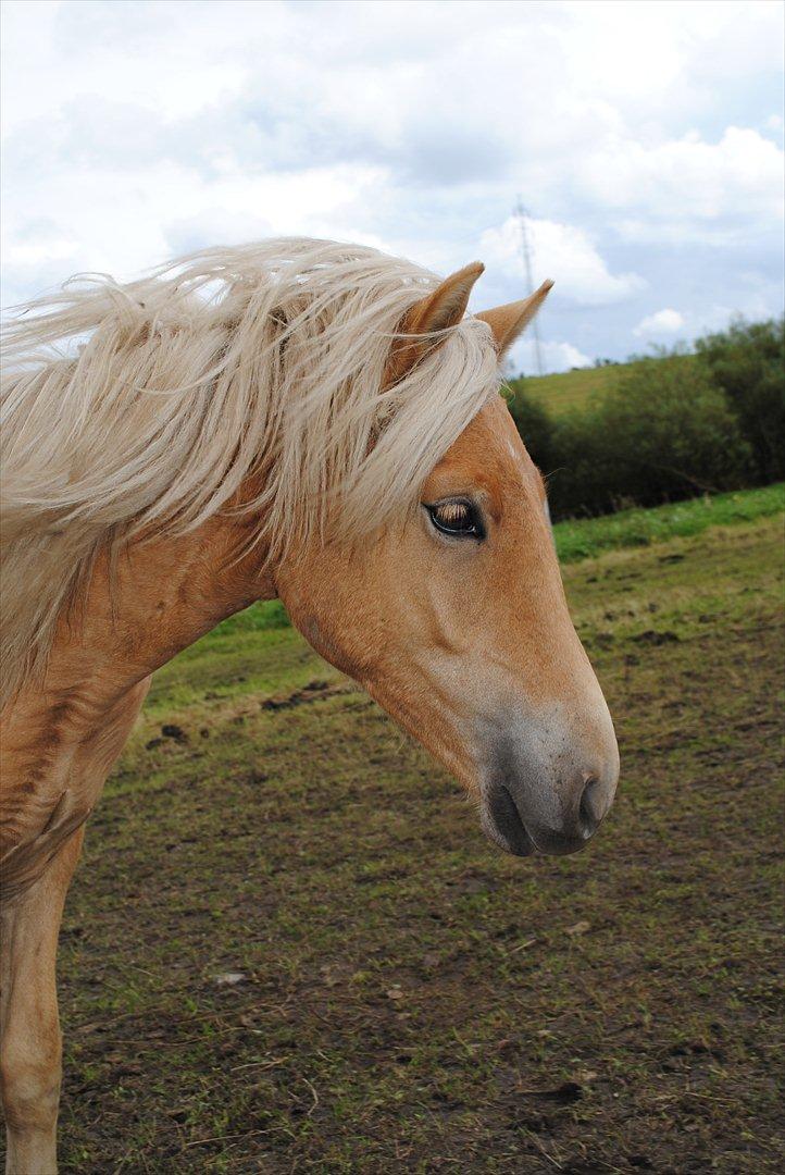 Anden særlig race Sacho billede 13