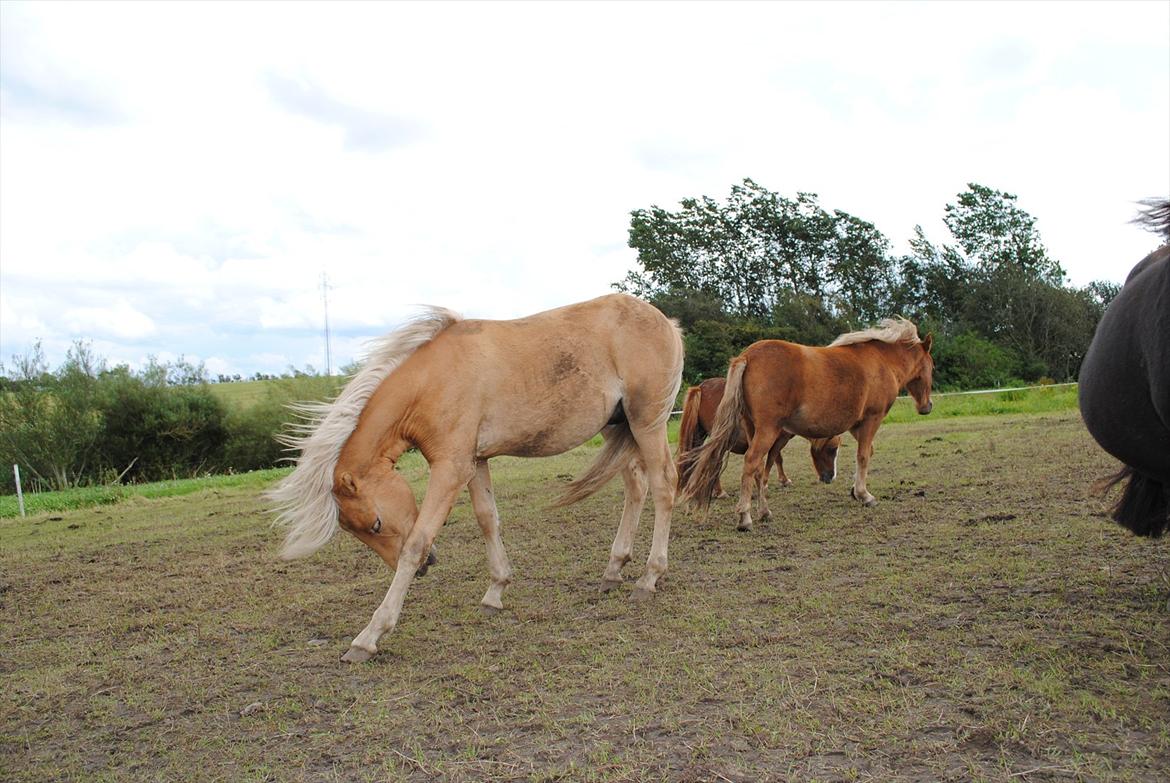 Anden særlig race Sacho billede 11