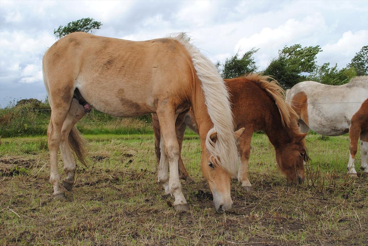 Anden særlig race Sacho billede 10