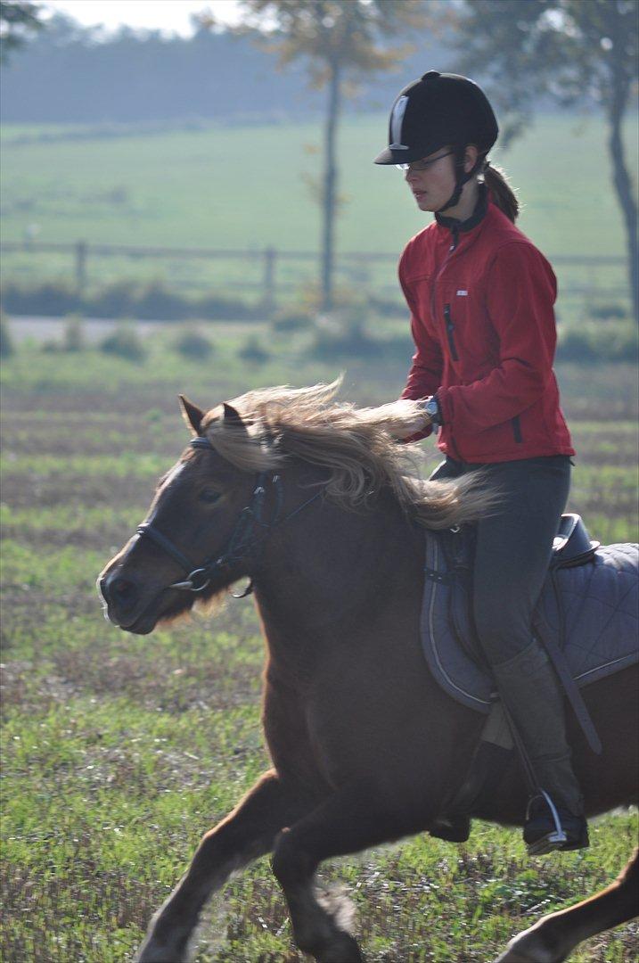Anden særlig race Pjok - Stubmarkegalop da jeg havde ham hjemme :-) 9. okt 2010 billede 10