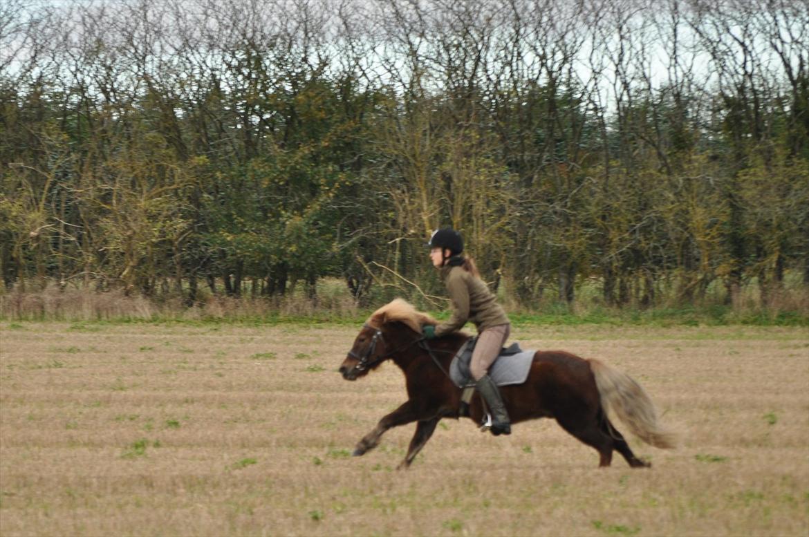 Anden særlig race Pjok - Vild galop da jeg havde ham i Visborg.17. okt 2010 billede 6