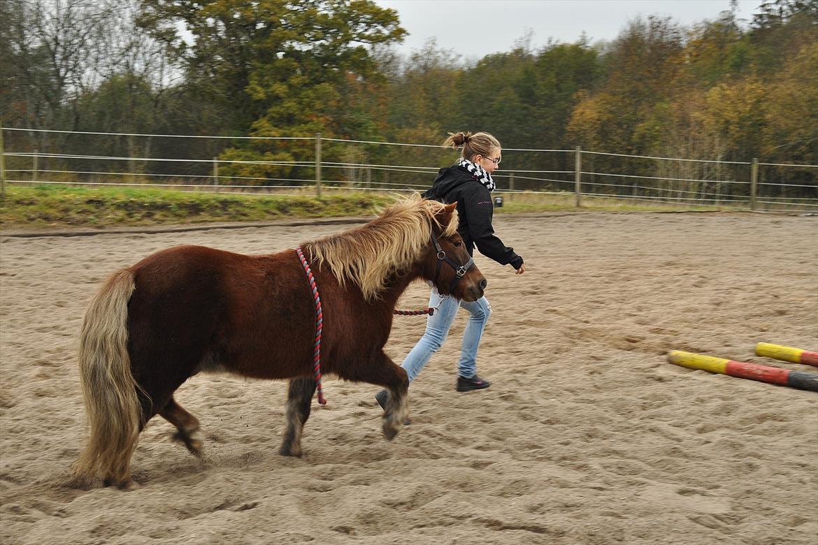 Anden særlig race Pjok - Sidste dag jeg havde Pjok hjemme :-) 30. okt 2010 billede 11
