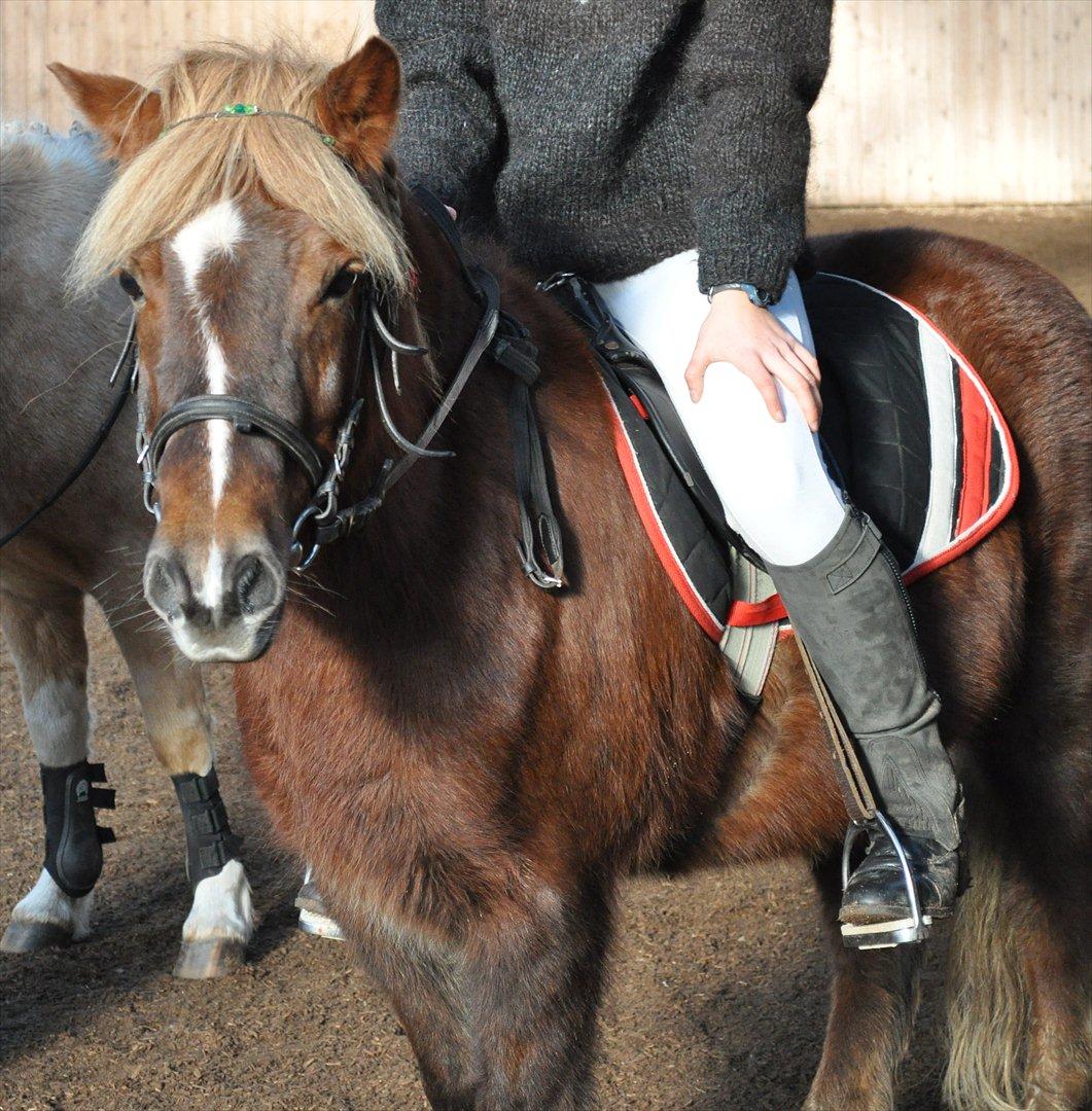 Anden særlig race Pjok - Vi venter på at skulle ride en LC3 til stævnet d. 6. nov 2010 billede 12