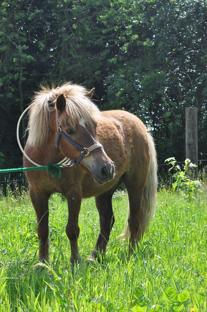 Anden særlig race Pjok - Pjok venter på, at jeg får slæbt stolpen ind på banan, så vi kan komme videre med jordtræning. 25. juni 2011 billede 15